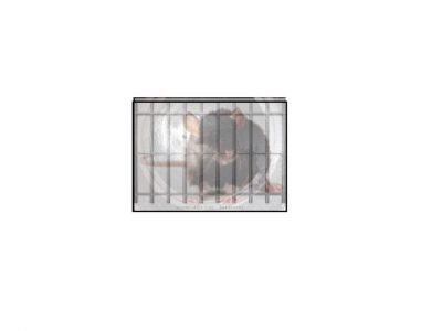 Rat Barred from Drains